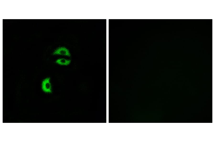 Immunofluorescence - Anti-LDLRAD3 Antibody (C16505) - Antibodies.com