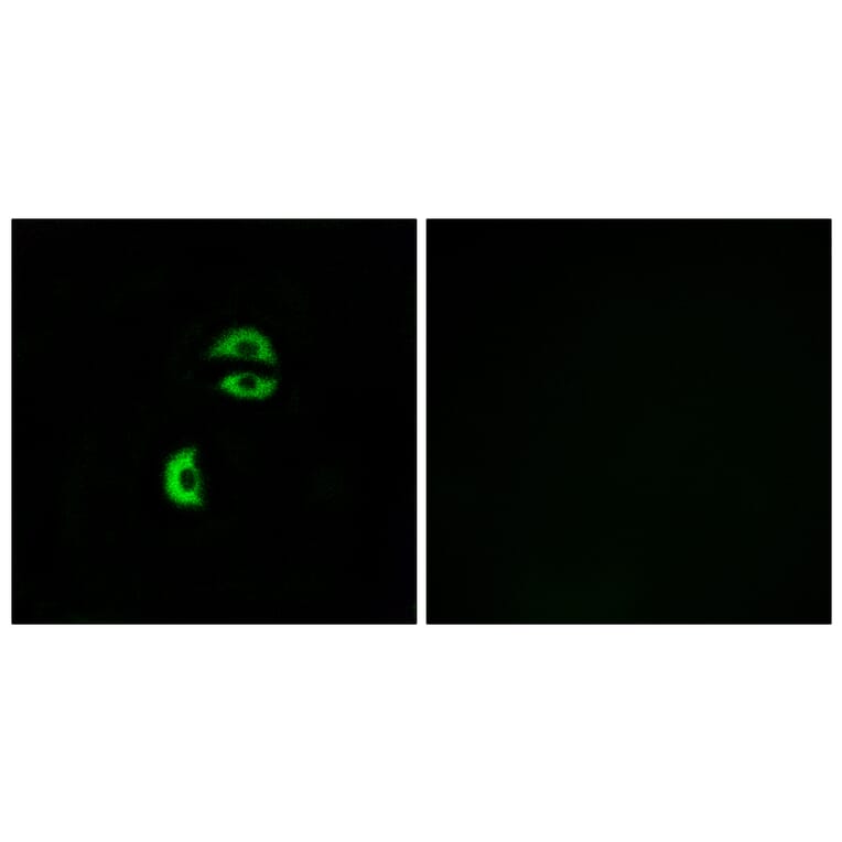 Immunofluorescence - Anti-LDLRAD3 Antibody (C16505) - Antibodies.com