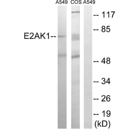 Western Blot - Anti-EIF2AK1 Antibody (C15698) - Antibodies.com