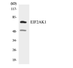 Western Blot - Anti-EIF2AK1 Antibody (R12-2739) - Antibodies.com