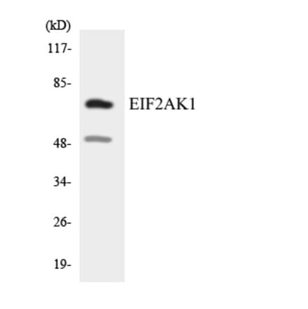 Western Blot - Anti-EIF2AK1 Antibody (R12-2739) - Antibodies.com