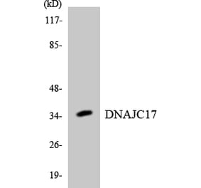 Western Blot - Anti-DNAJC17 Antibody (R12-2706) - Antibodies.com