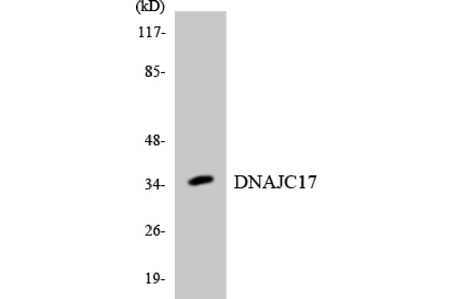 Western Blot - Anti-DNAJC17 Antibody (R12-2706) - Antibodies.com