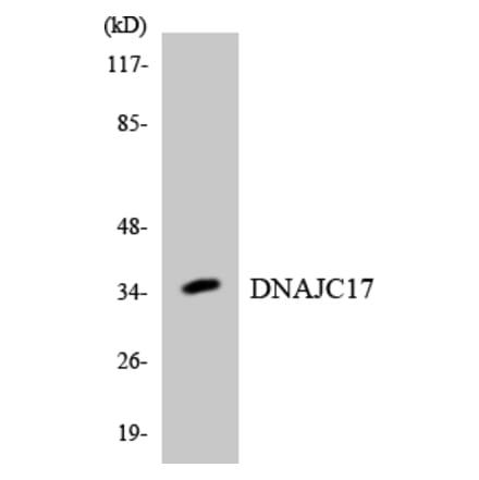 Western Blot - Anti-DNAJC17 Antibody (R12-2706) - Antibodies.com