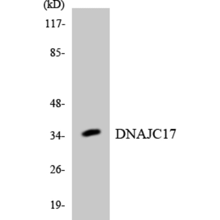 Western Blot - Anti-DNAJC17 Antibody (R12-2706) - Antibodies.com