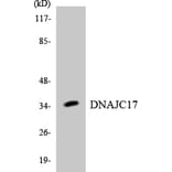 Western Blot - Anti-DNAJC17 Antibody (R12-2706) - Antibodies.com
