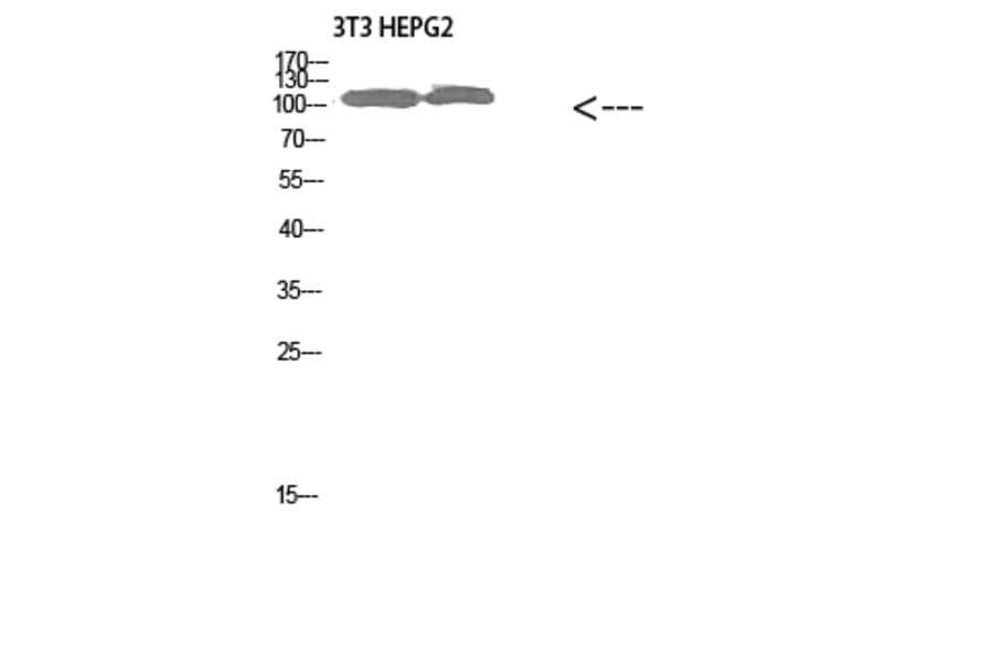Western Blot - Anti-COL28A1 Antibody (C31015) - Antibodies.com