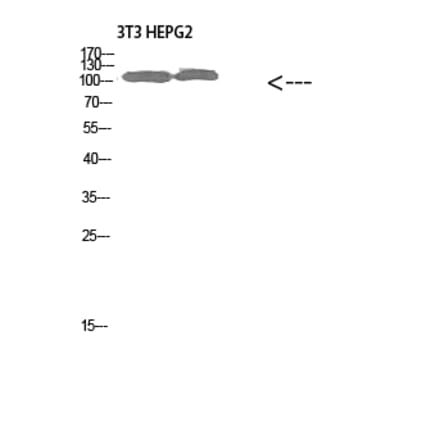 Western Blot - Anti-COL28A1 Antibody (C31015) - Antibodies.com