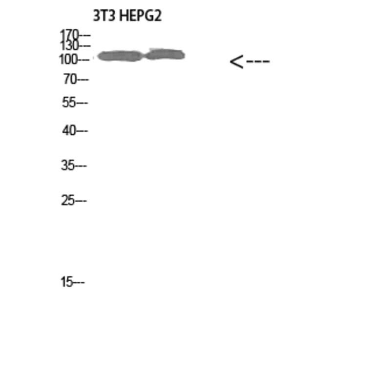 Western Blot - Anti-COL28A1 Antibody (C31015) - Antibodies.com