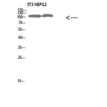 Western Blot - Anti-COL28A1 Antibody (C31015) - Antibodies.com