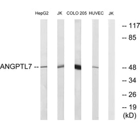 Western Blot - Anti-ANGPTL7 Antibody (C14484) - Antibodies.com