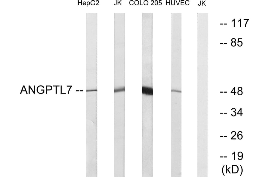 Western Blot - Anti-ANGPTL7 Antibody (C14484) - Antibodies.com
