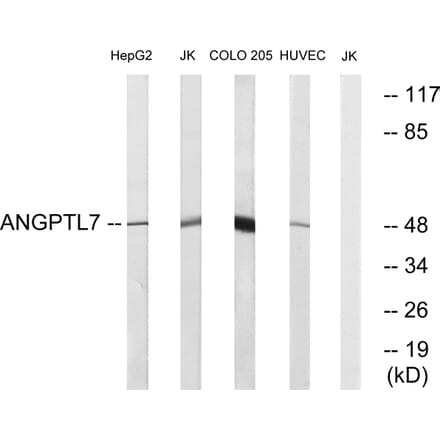 Western Blot - Anti-ANGPTL7 Antibody (C14484) - Antibodies.com