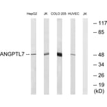 Western Blot - Anti-ANGPTL7 Antibody (C14484) - Antibodies.com
