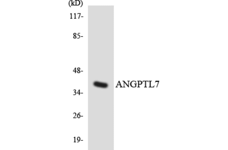 Western Blot - Anti-ANGPTL7 Antibody (R12-2486) - Antibodies.com