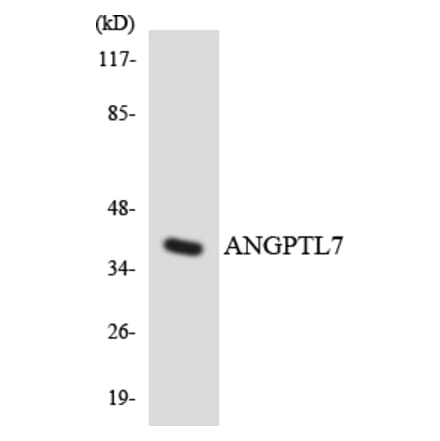 Western Blot - Anti-ANGPTL7 Antibody (R12-2486) - Antibodies.com
