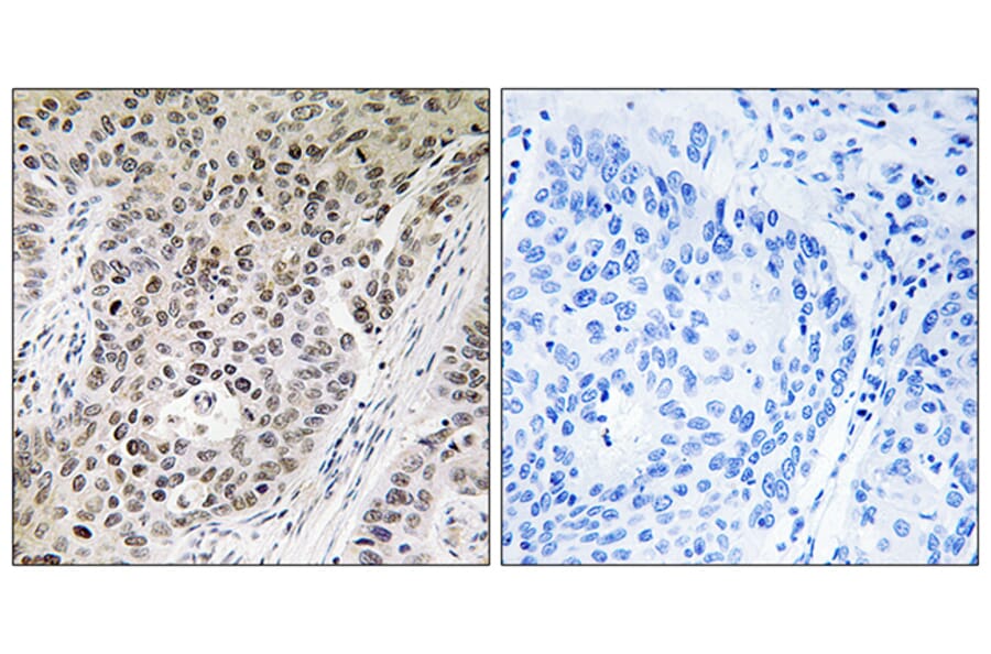 Immunohistochemistry - Anti-ZNF608 Antibody (C19605) - Antibodies.com