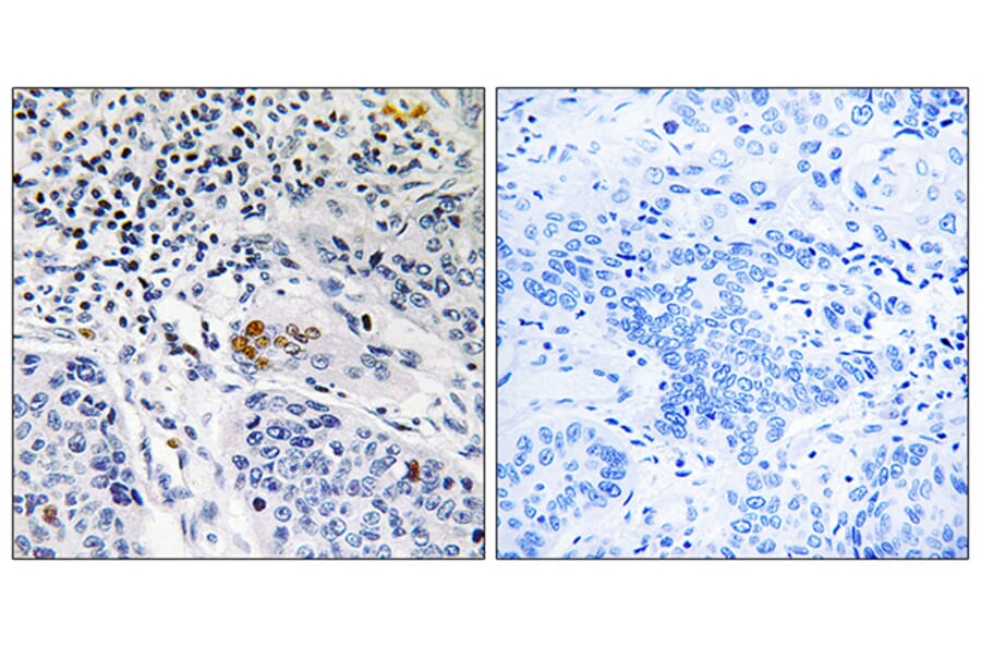 Immunohistochemistry - Anti-ZBTB40 Antibody (C19569) - Antibodies.com