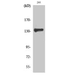 Western Blot - Anti-ZBTB40 Antibody (C19569) - Antibodies.com