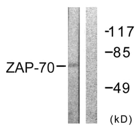 Western Blot - Anti-ZAP-70 Antibody (B0600) - Antibodies.com