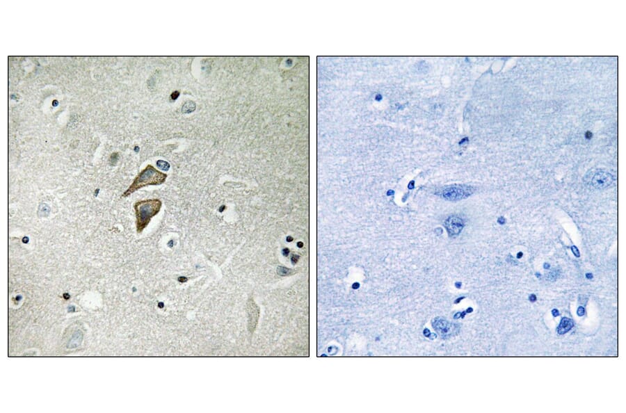 Immunohistochemistry - Anti-RNF149 Antibody (C15576) - Antibodies.com