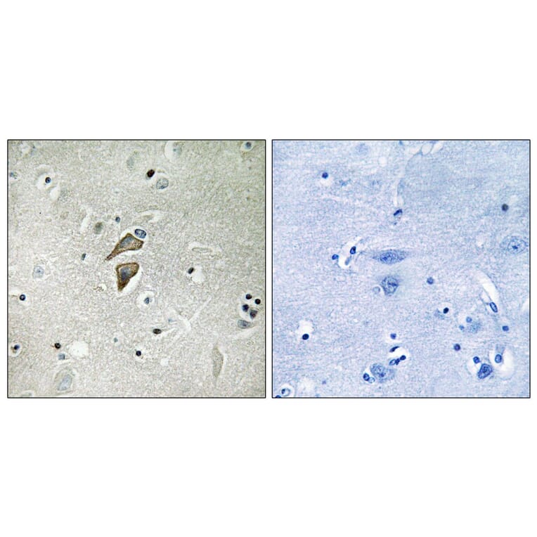 Immunohistochemistry - Anti-RNF149 Antibody (C15576) - Antibodies.com