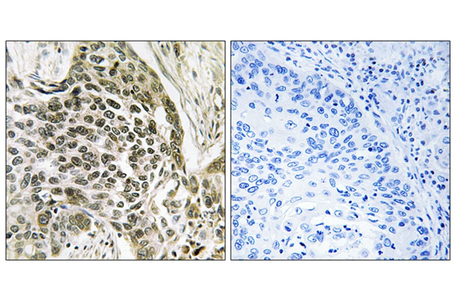 Immunohistochemistry - Anti-RASSF7 Antibody (C18184) - Antibodies.com