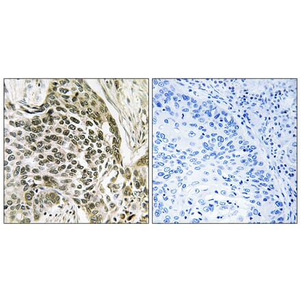 Immunohistochemistry - Anti-RASSF7 Antibody (C18184) - Antibodies.com