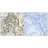 Immunohistochemistry - Anti-RASSF7 Antibody (C18184) - Antibodies.com