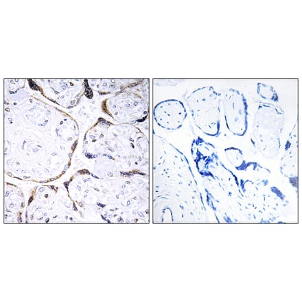 Immunohistochemistry - Anti-POFUT2 Antibody (C15898) - Antibodies.com