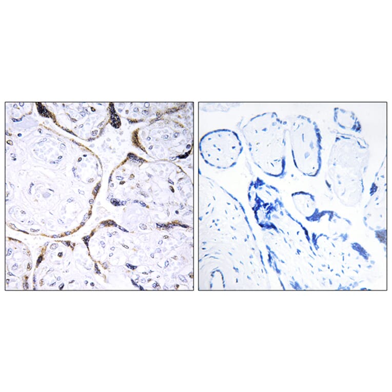 Immunohistochemistry - Anti-POFUT2 Antibody (C15898) - Antibodies.com