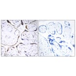 Immunohistochemistry - Anti-POFUT2 Antibody (C15898) - Antibodies.com