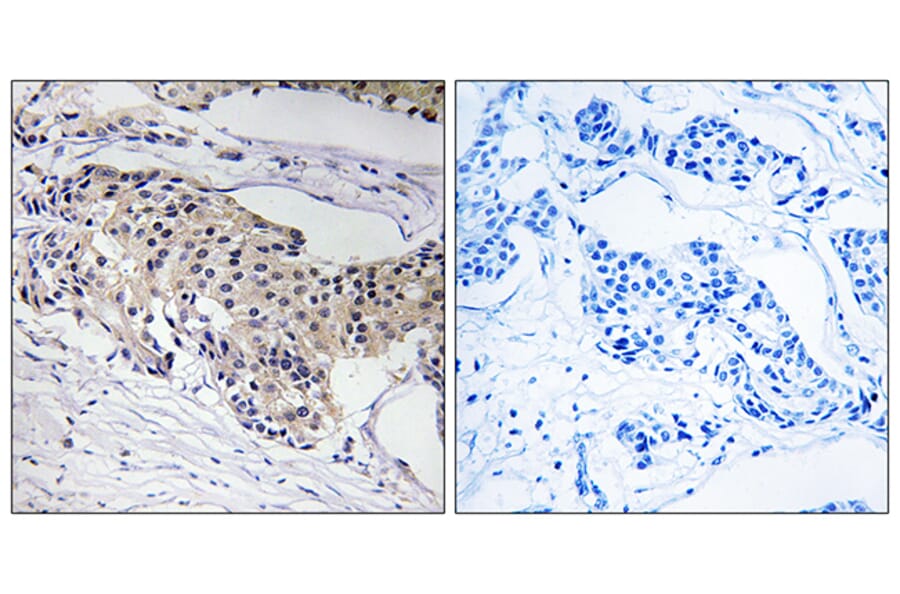Immunohistochemistry - Anti-NDUFA3 Antibody (C16820) - Antibodies.com