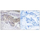 Immunohistochemistry - Anti-NDUFA3 Antibody (C16820) - Antibodies.com