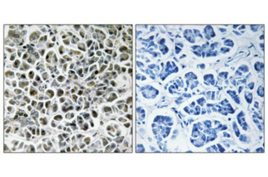 Immunohistochemistry - Anti-NDUFA3 Antibody (C16820) - Antibodies.com