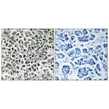 Immunohistochemistry - Anti-NDUFA3 Antibody (C16820) - Antibodies.com
