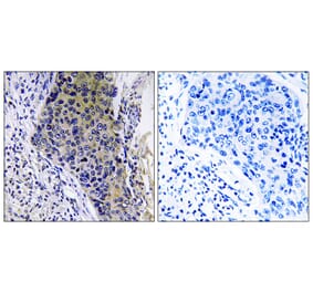 Immunohistochemistry - Anti-MRPL34 Antibody (C14072) - Antibodies.com