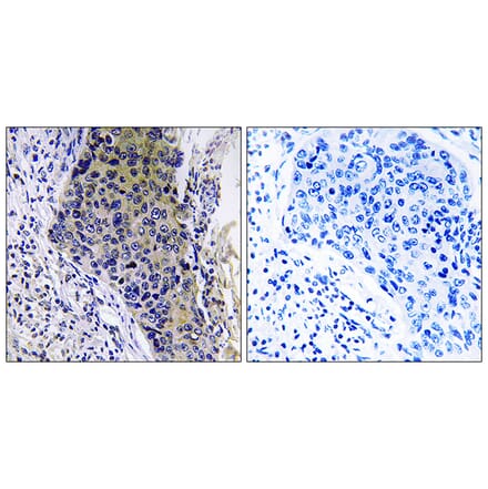 Immunohistochemistry - Anti-MRPL34 Antibody (C14072) - Antibodies.com