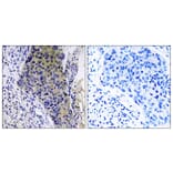 Immunohistochemistry - Anti-MRPL34 Antibody (C14072) - Antibodies.com