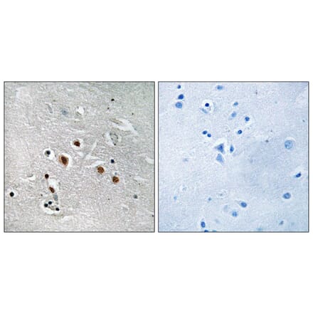 Immunohistochemistry - Anti-MED13L Antibody (C16573) - Antibodies.com