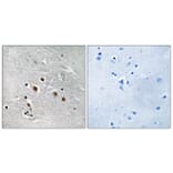 Immunohistochemistry - Anti-MED13L Antibody (C16573) - Antibodies.com