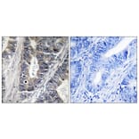 Immunohistochemistry - Anti-MAP3K9 Antibody (C10801) - Antibodies.com