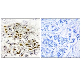 Immunohistochemistry - Anti-MAP3K6 Antibody (C10227) - Antibodies.com