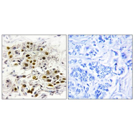 Immunohistochemistry - Anti-MAP3K6 Antibody (C10227) - Antibodies.com