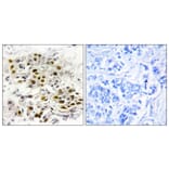 Immunohistochemistry - Anti-MAP3K6 Antibody (C10227) - Antibodies.com