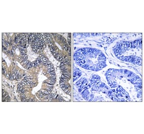 Immunohistochemistry - Anti-GTPBP2 Antibody (C16013) - Antibodies.com