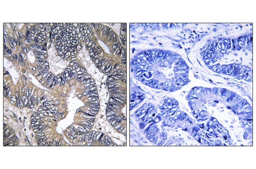 Immunohistochemistry - Anti-GTPBP2 Antibody (C16013) - Antibodies.com