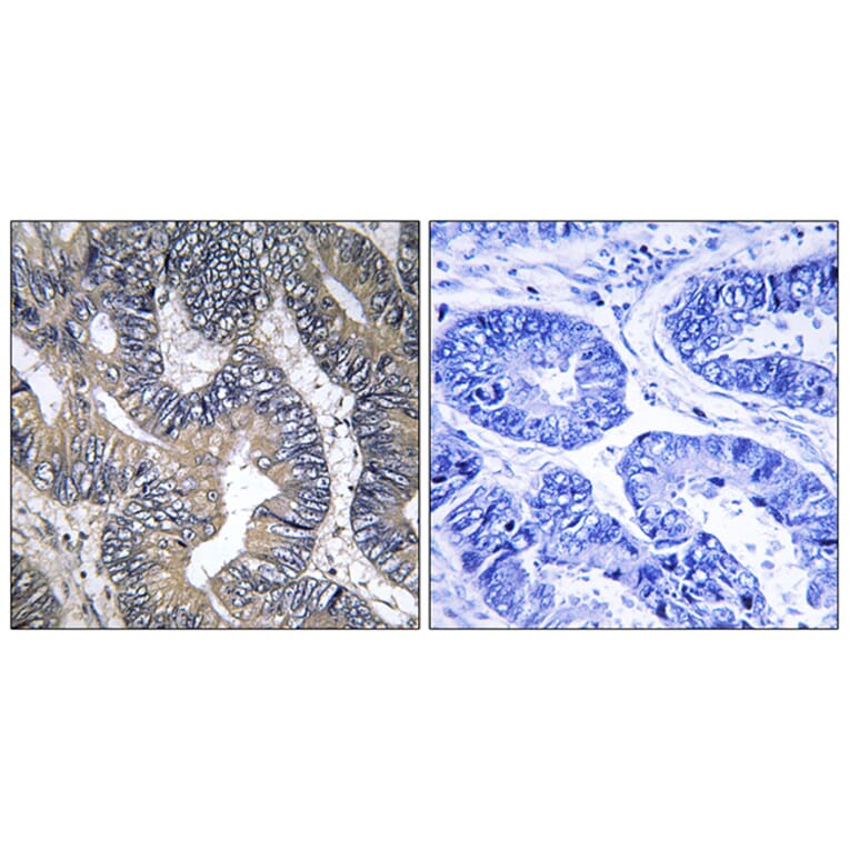 Immunohistochemistry - Anti-GTPBP2 Antibody (C16013) - Antibodies.com