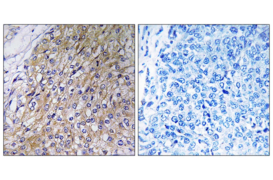 Immunohistochemistry - Anti-GOLT1A Antibody (C19496) - Antibodies.com