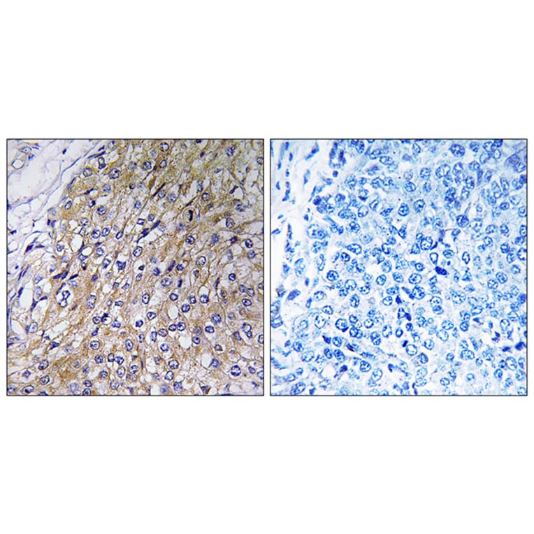 Immunohistochemistry - Anti-GOLT1A Antibody (C19496) - Antibodies.com